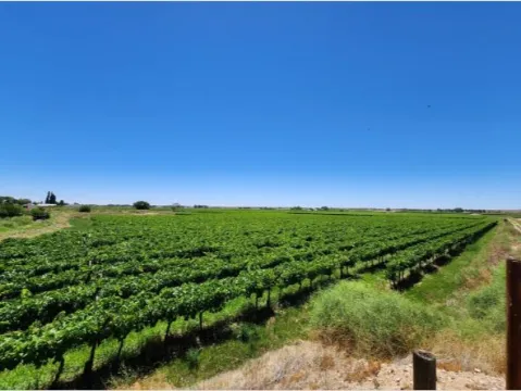 Irrigation farm at Louisvale, Upington On Auction | Agrisell