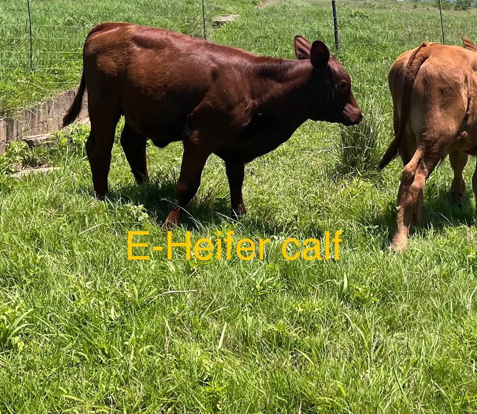 Angus Cross pure beef cows with their calves.