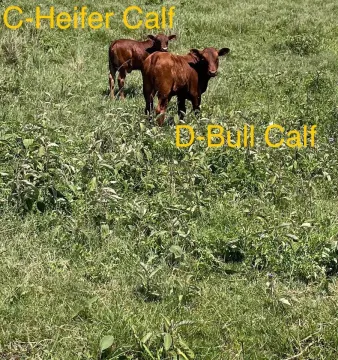 Angus Cross pure beef cows with their calves.