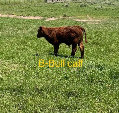 Angus Cross pure beef cows with their calves.
