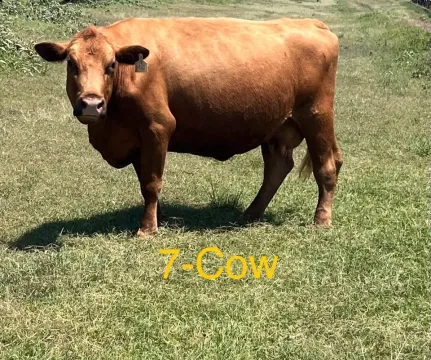 Angus Cross pure beef cows with their calves.
