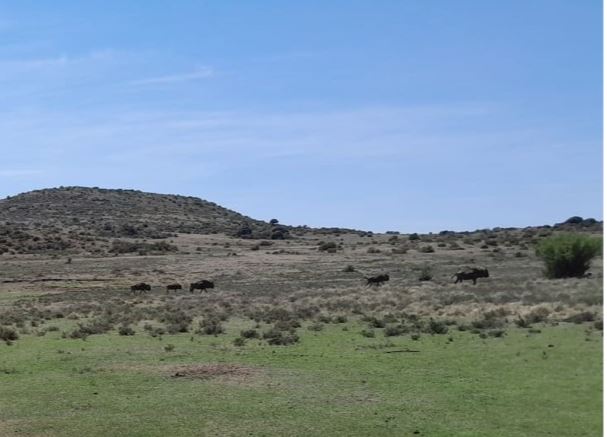 482Ha Farm On Auction in Burgersdorp Rural | Agrisell