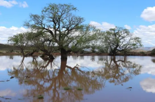 482Ha Farm On Auction in Burgersdorp Rural | Agrisell