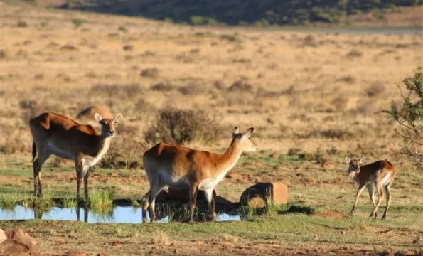 482Ha Farm On Auction in Burgersdorp Rural | Agrisell