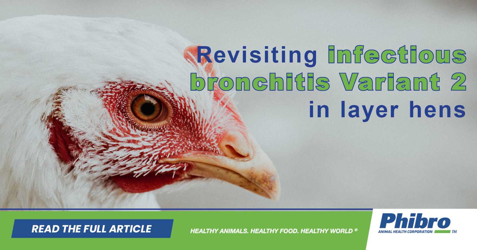 Revisiting infectious bronchitis Variant 2 in layer hens | Phibro
