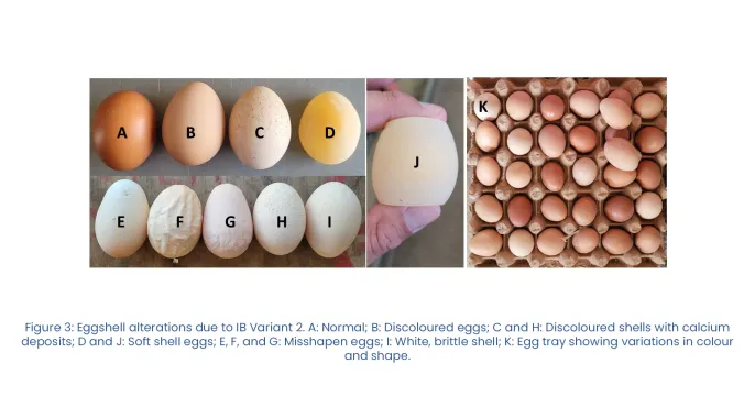 Revisiting infectious bronchitis Variant 2 in layer hens | Phibro