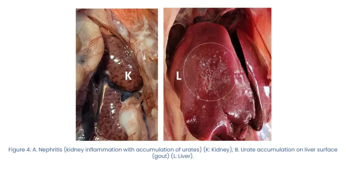 Revisiting infectious bronchitis Variant 2 in layer hens | Phibro