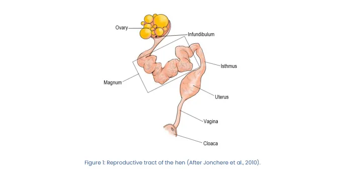 Revisiting infectious bronchitis Variant 2 in layer hens | Phibro