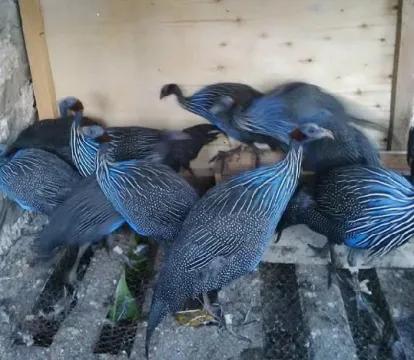 Vulturine Guineafowl And Crested Guineafowl For Sale
