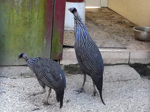 Vulturine Guineafowl And Crested Guineafowl For Sale