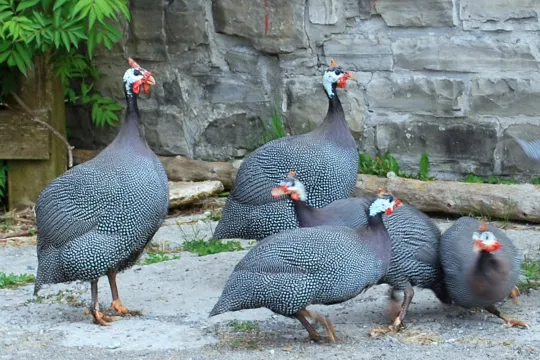 Vulturine Guineafowl And Crested Guineafowl For Sale