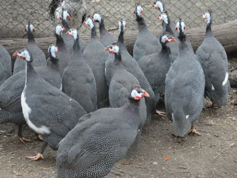 Vulturine Guineafowl And Crested Guineafowl For Sale