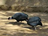 Vulturine Guineafowl And Crested Guineafowl For Sale
