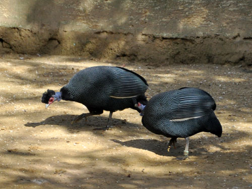 Vulturine Guineafowl And Crested Guineafowl For Sale
