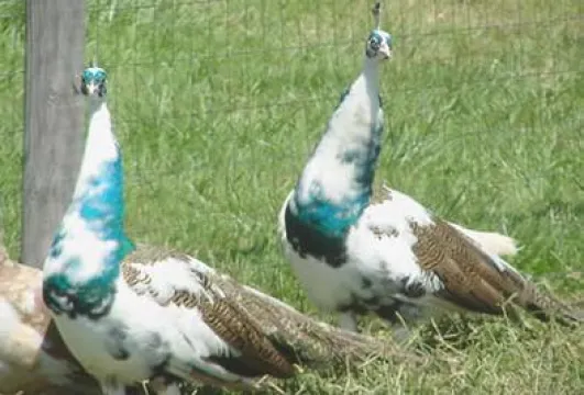 Peacocks And Peahens For Sale