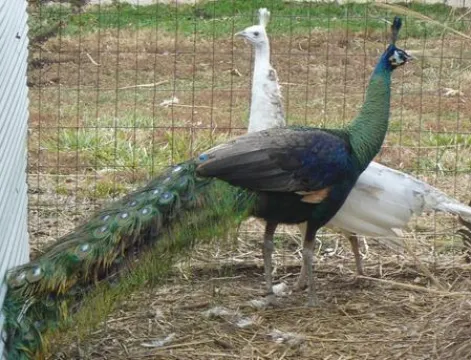 Peacocks And Peahens For Sale