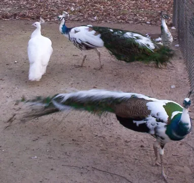 Peacocks And Peahens For Sale