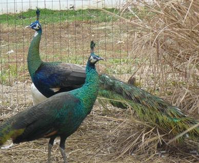 Peacocks And Peahens For Sale