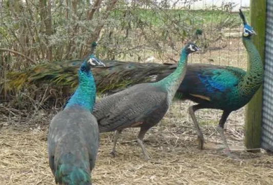 Peacocks And Peahens For Sale