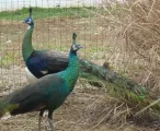 Peacocks And Peahens For Sale