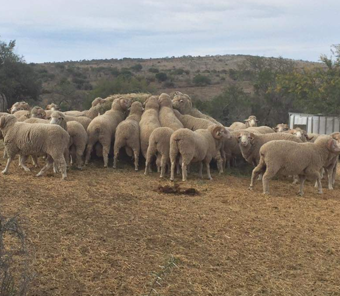 Dorper & Merino Sheep