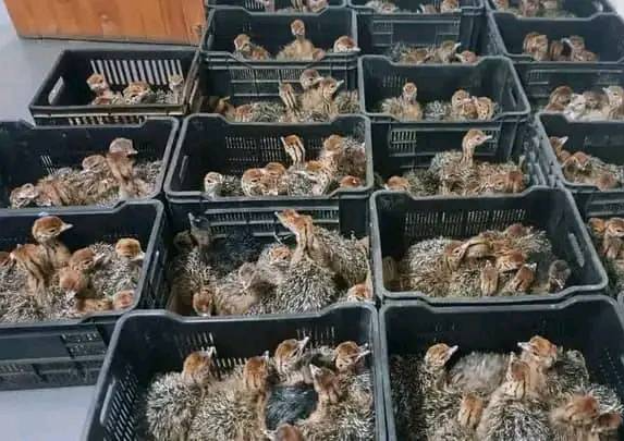 Ostrich chicks & Eggs