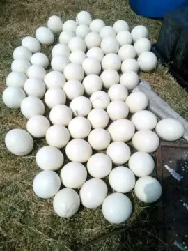 Ostrich chicks & Eggs