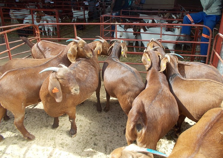 Boer & Kalahari Red goats - whatsapp +27767975909
