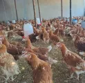 Layer chickens for sale