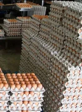 Layer chickens for sale