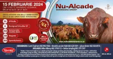 Nu-Alcade se 36 ste Produksieveiling | 15 Februarie 2024 | 11:00 | Warmbad Veemark (Bela-Bela)