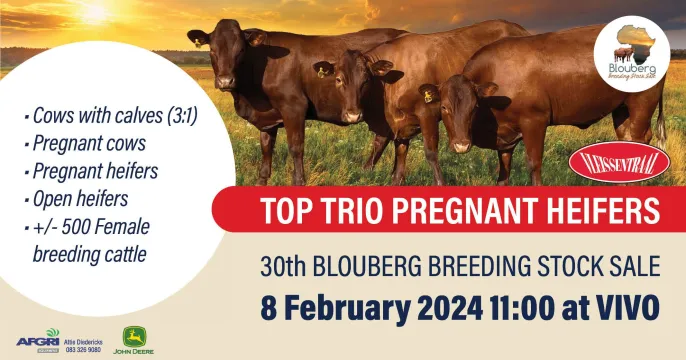 30th Blouberg Breeding stock sale | 8 February 2024 | Vivo