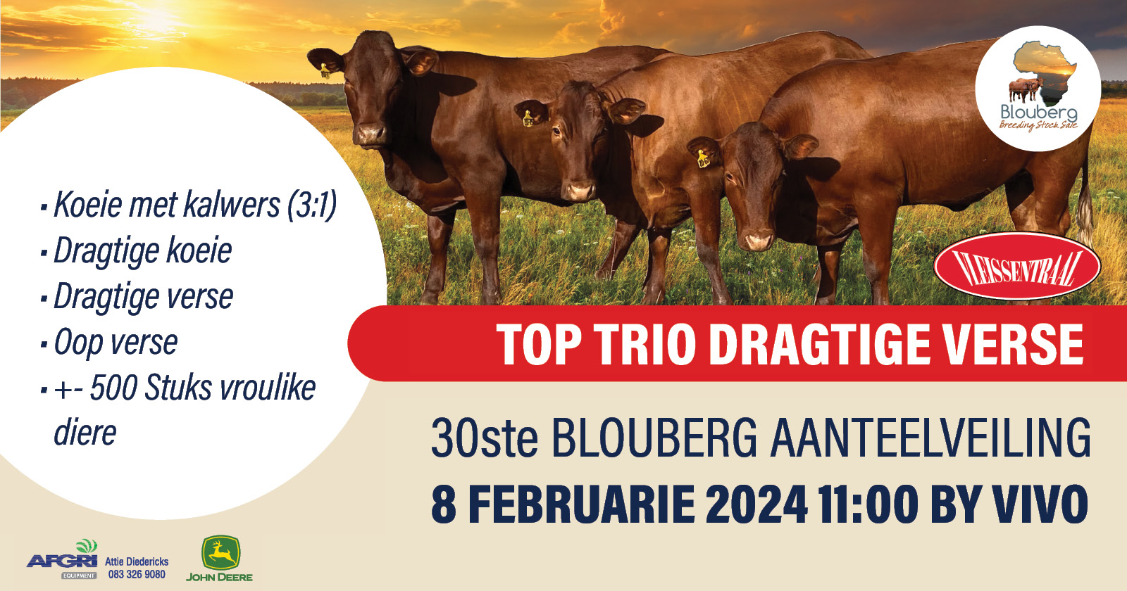 30ste Blouberg Aanteelveiling | 8 Februarie 2024 | Vivo