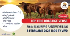 30ste Blouberg Aanteelveiling | 8 Februarie 2024 | Vivo