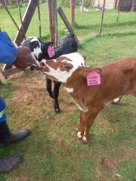 Bottle fed calves