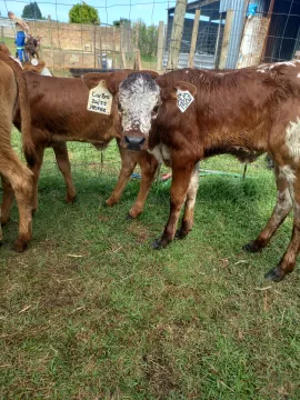 Bottle fed calves