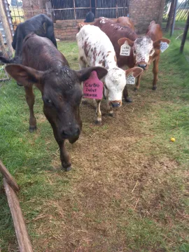 Bottle fed calves