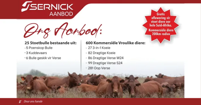 Sernick Bonsmara Aanteelveiling | 22 Februarie 2024 | 11:00 | Liebenbergstroom – Edenvale