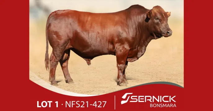 Sernick Bonsmara Aanteelveiling | 22 Februarie 2024 | 11:00 | Liebenbergstroom – Edenvale