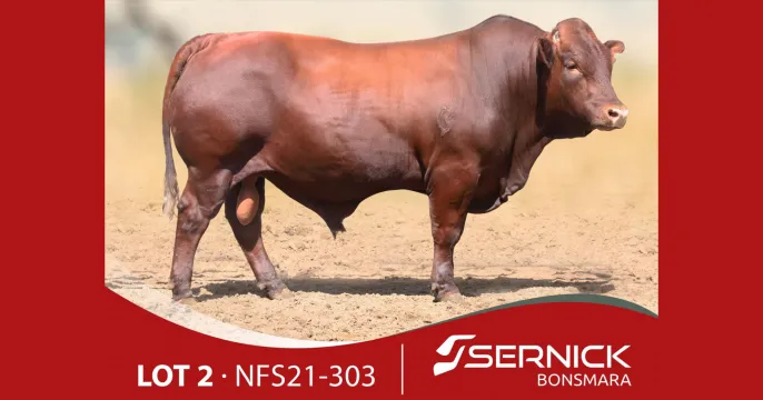 Sernick Bonsmara Aanteelveiling | 22 Februarie 2024 | 11:00 | Liebenbergstroom – Edenvale