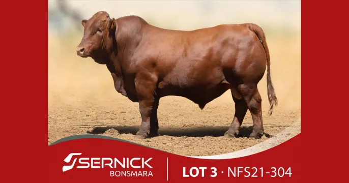 Sernick Bonsmara Aanteelveiling | 22 Februarie 2024 | 11:00 | Liebenbergstroom – Edenvale