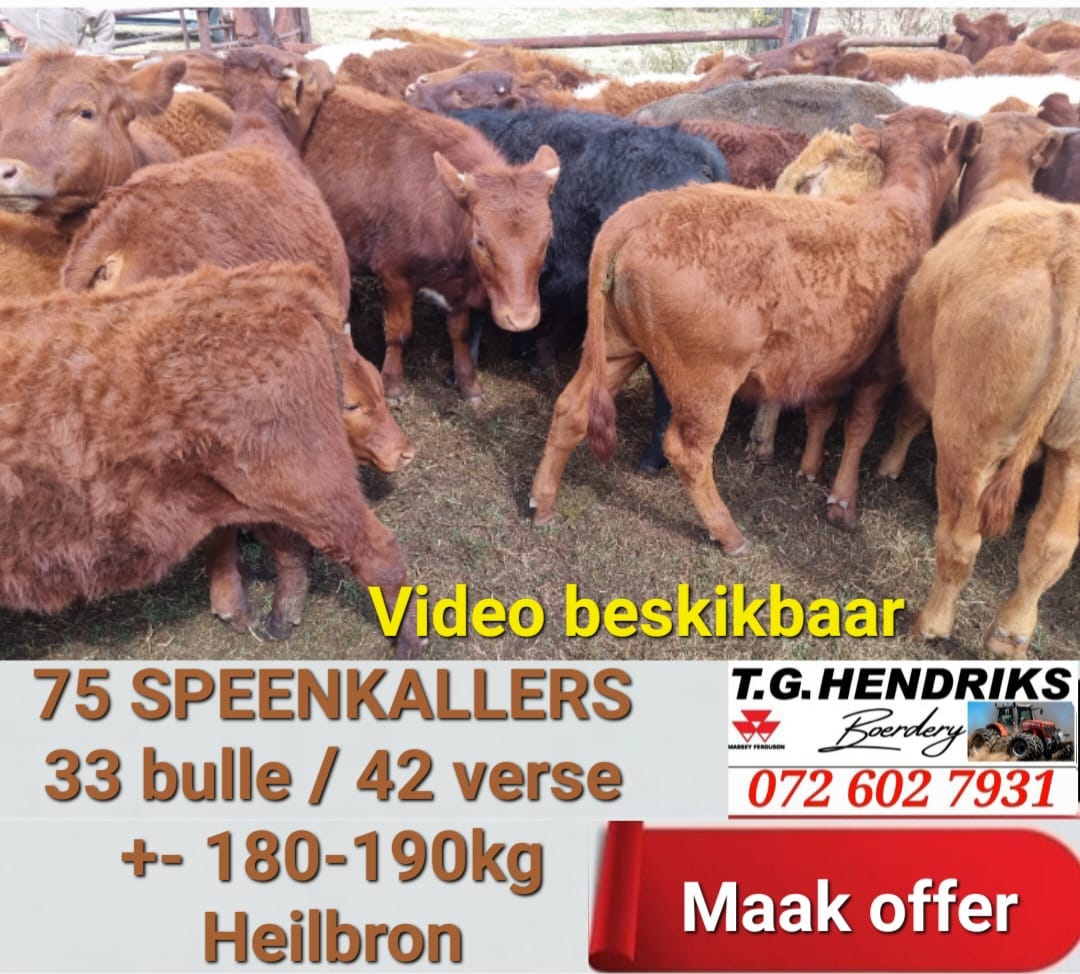 75 Speenkallers | T.G Hendriks boerdery