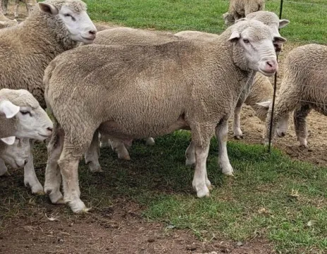 30xDormer young ever | Agrimar