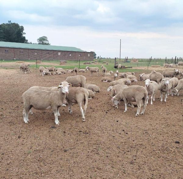 50 Dormer ooie | Agrimar