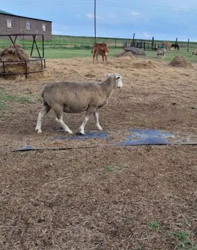 50 Dormer ooie | Agrimar