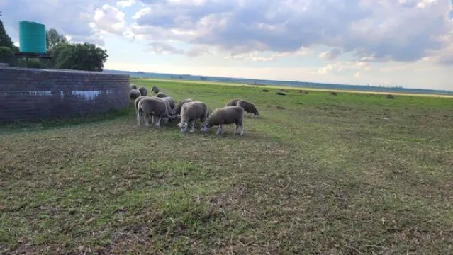 50 Dormer ooie | Agrimar