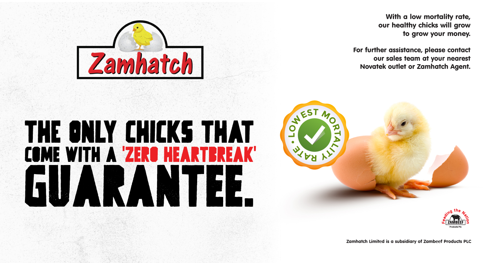 The only chicks that come with a 'zero heartbreak' guarantee | Zamhatch